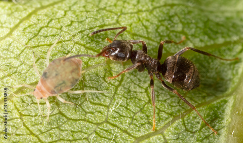 Close-up of aphids and an ant on a green leaf. © schankz