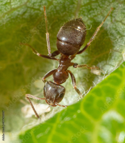 Close-up of an ant on a green plant.