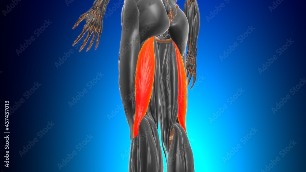 Long head of biceps femoris Muscle Anatomy For Medical Concept 3D ...
