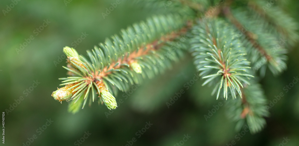 Fototapeta premium Coniferous tree in the park