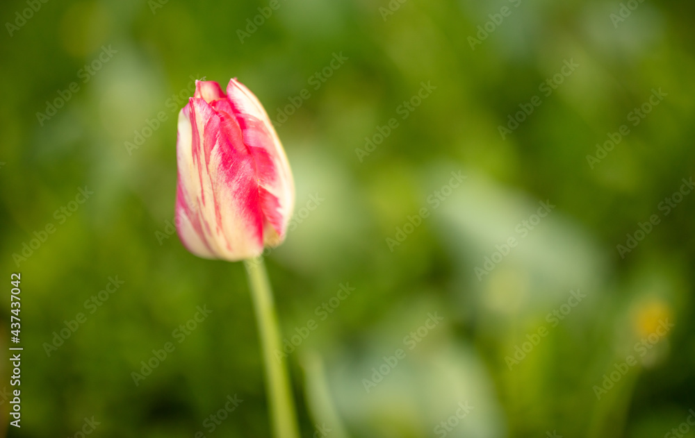 Tulip flowers in the park in nature. Tulip flowers in the park in nature.