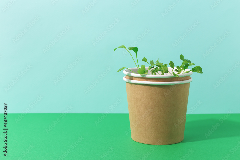 Green arugula seedlings growing in paper pot. Two color blue and green background with copy space. Gardening or grow food concept, studio shot. Green arugula seedlings growing in paper pot. Two color blue and green background with copy space. Gardening or grow food concept, studio shot.
