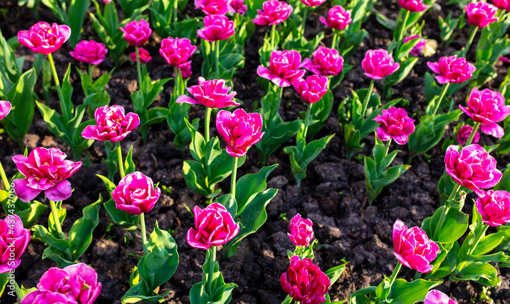 Tulip flowers in the park in nature. Tulip flowers in the park in nature.