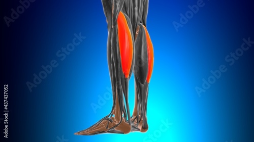 Lateral head of gastrocnemius Muscle Anatomy For Medical Concept 3D photo