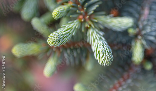 Coniferous tree in the park