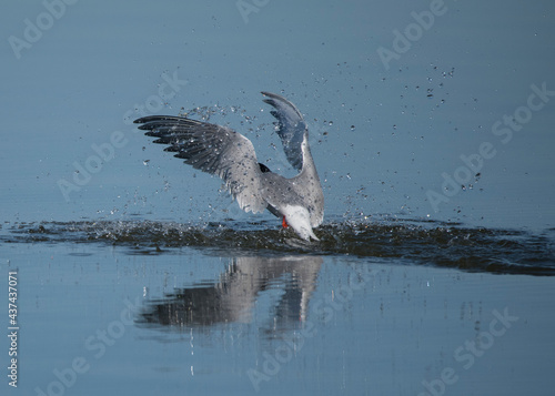 Caspian tern fishing over a pond in a Stockholm bird preserve