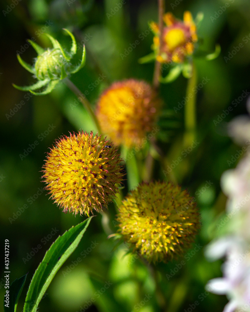 Fuzzy yellow orange wild flowers along a nature trail! Fuzzy yellow orange wild flowers along a nature trail!