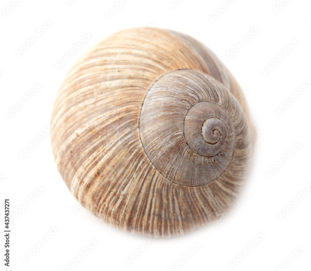Snail shell isolated on a white background. Snail shell isolated on a white background.