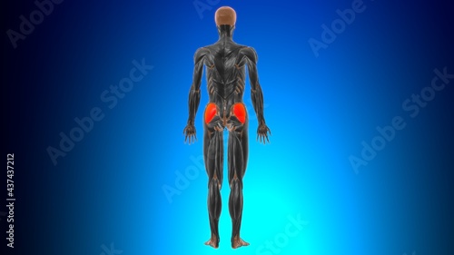 Gluteus medius Muscle Anatomy For Medical Concept 3D
