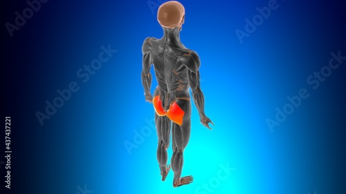 Gluteus maximus Muscle Anatomy For Medical Concept 3D