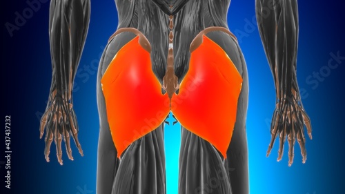 Gluteus maximus Muscle Anatomy For Medical Concept 3D photo
