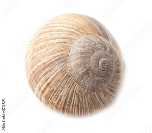 Snail shell isolated on a white background.