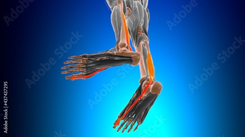 Flexor hallucis longus Muscle Anatomy For Medical Concept 3D photo