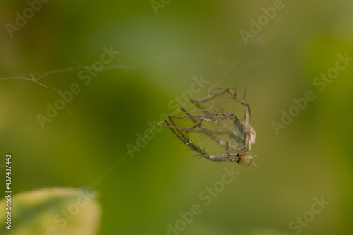 Esqueleto de insecto colgado aun en tela de araña, fotografía macro photo