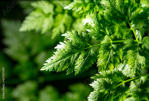 Green leaves of carrot in nature.