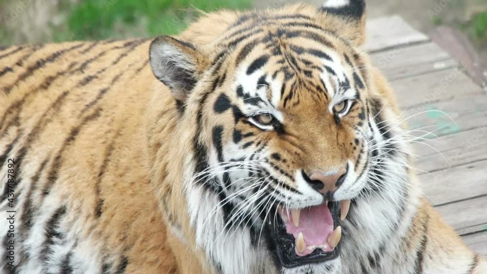 tiger showing teeth, head, growl, close-up tiger showing teeth, head, growl, close-up
