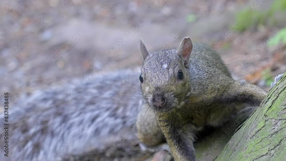 Squirrel at the log at Central Park in Vancouver, Canada. Blurred background. Wildlife care concept. Daytime. Still camera view. RroRes 422 HQ. Squirrel at the log at Central Park in Vancouver, Canada. Blurred background. Wildlife care concept. Daytime. Still camera view. RroRes 422 HQ.