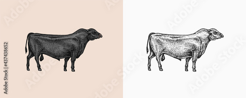 Domestic Cow. Farm animal. Vintage sketch for shop. Badge for t-shirts. Hand Drawn engrave Vector illustration.