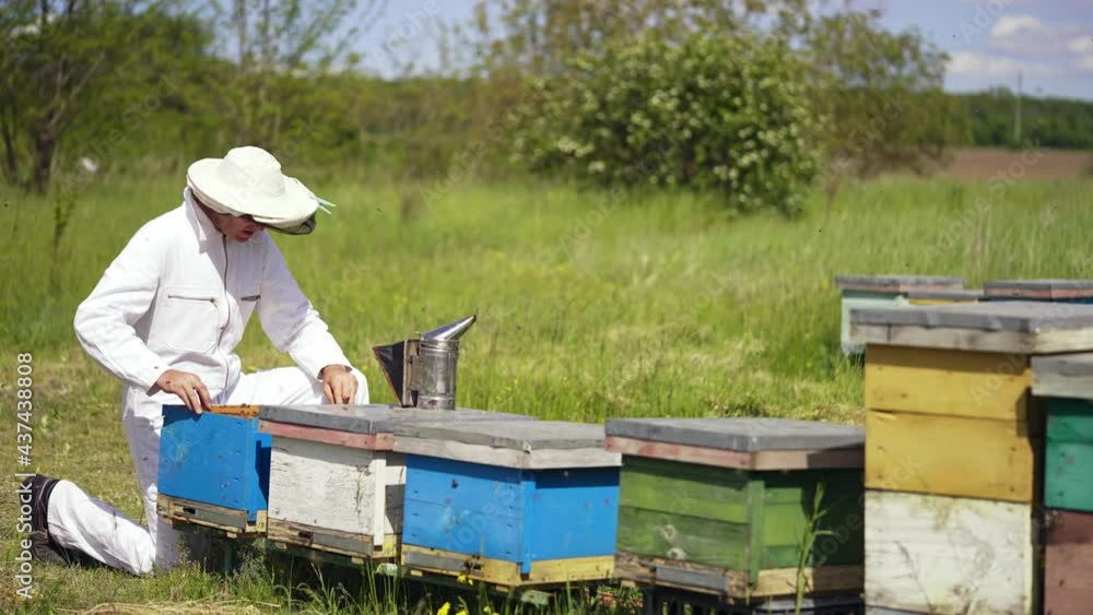 Beekeeper inspecting bees in summer. Many bees flying and bringing pollen on the apiary. Apiarist near wooden beehives on green nature background. Beekeeper inspecting bees in summer. Many bees flying and bringing pollen on the apiary. Apiarist near wooden beehives on green nature background.