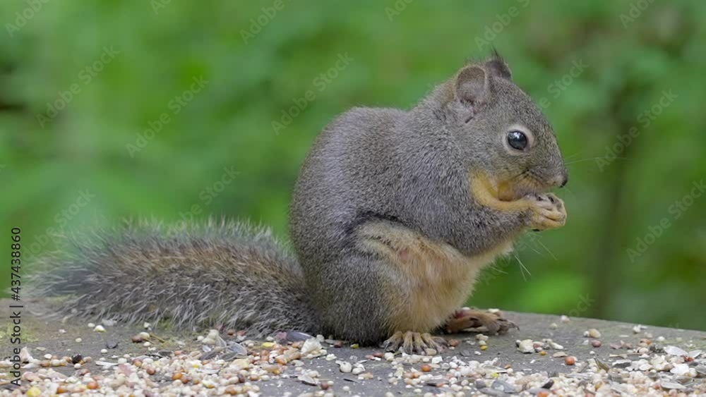 Squirrel at the log at Central Park in Vancouver, Canada. Blurred background. Wildlife care concept. Daytime. Still camera view. RroRes 422 HQ. Squirrel at the log at Central Park in Vancouver, Canada. Blurred background. Wildlife care concept. Daytime. Still camera view. RroRes 422 HQ.