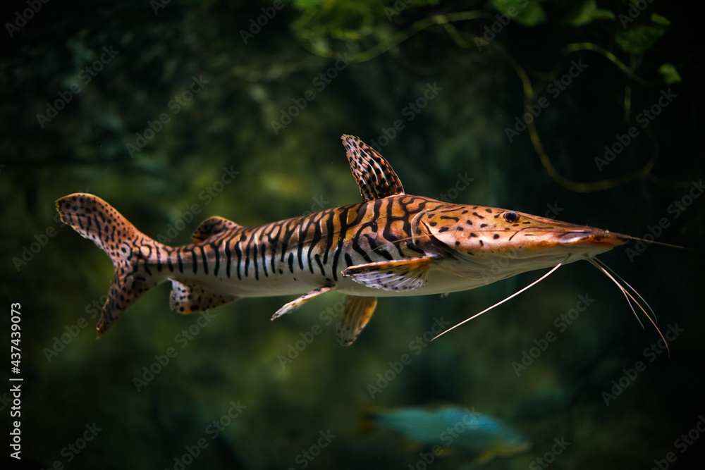 114 BEST Shovelnose IMAGES, STOCK PHOTOS u0026 VECTORS Adobe Stock