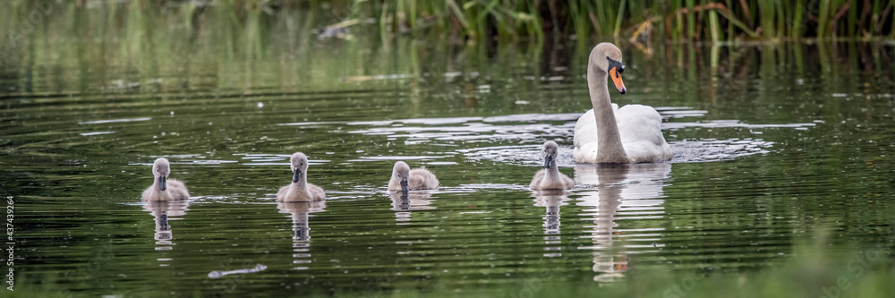 Swan with chicks Swan with chicks