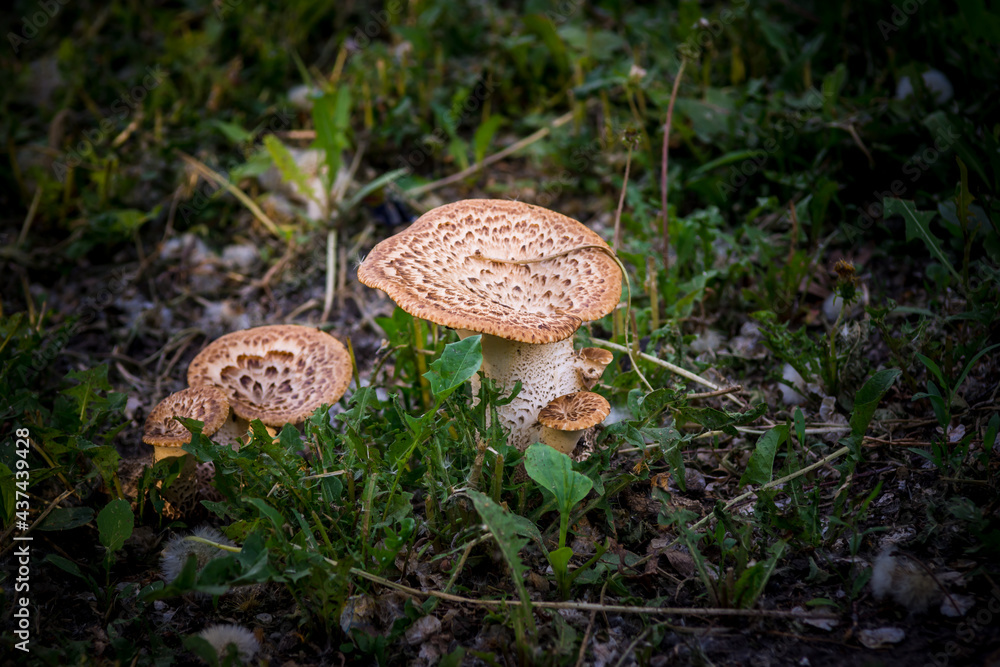 A few wild mushrooms in a forest clearing. A large mushroom on the grass in the sunlight. A few wild mushrooms in a forest clearing. A large mushroom on the grass in the sunlight.