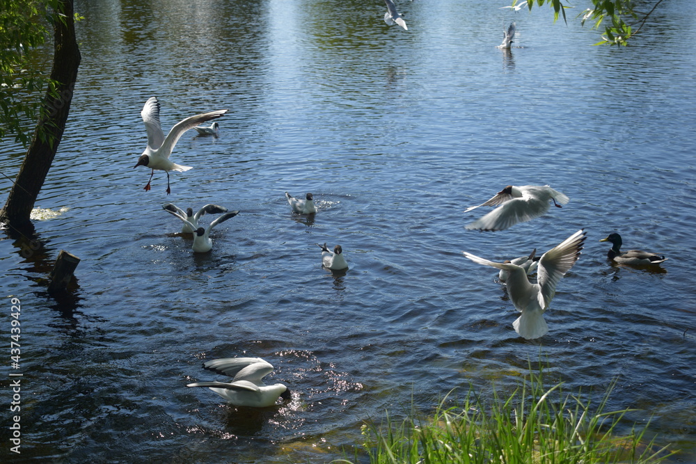 bird in the pond