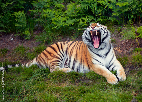 Siberian Tiger Yawning