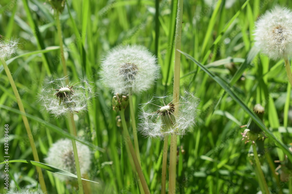 Fototapeta premium dandelion on green grass