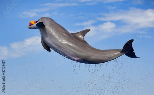 Dolphin Playing with a Ball photo