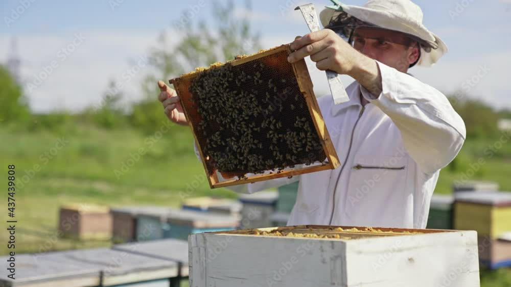 Apiarist examines bees in sunny day. Beekeeper in white suit holding a frame with bees and putting it into a beehive. Apiculture concept. Apiarist examines bees in sunny day. Beekeeper in white suit holding a frame with bees and putting it into a beehive. Apiculture concept.