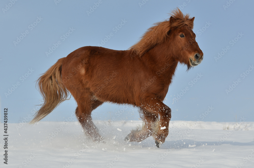 Isländer im Schnee Isländer im Schnee