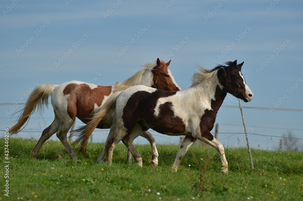 Obraz premium Deutsche Reitponies