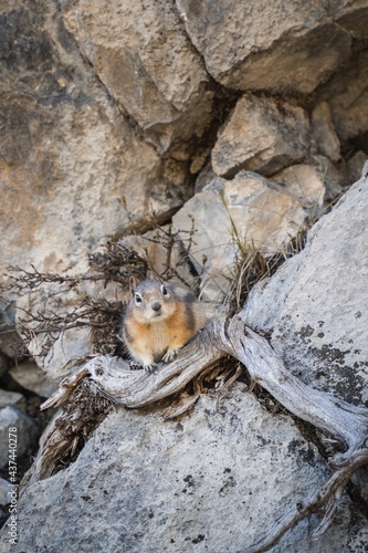 Chipmunk hiding in the rocks and roots of the tree