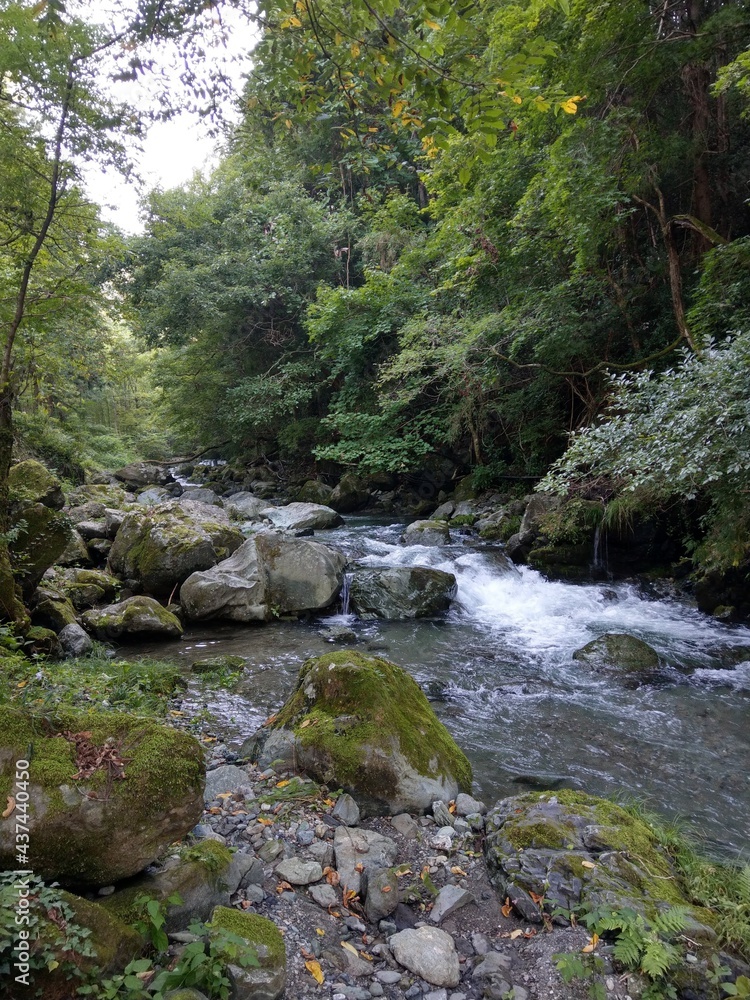 river in the forest river in the forest