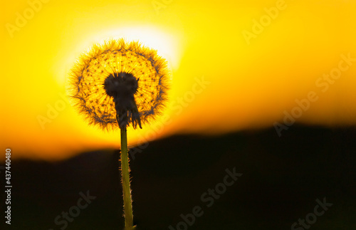 withered dandelion at sunset. With strong backlight  the flower is in profile against the sunset