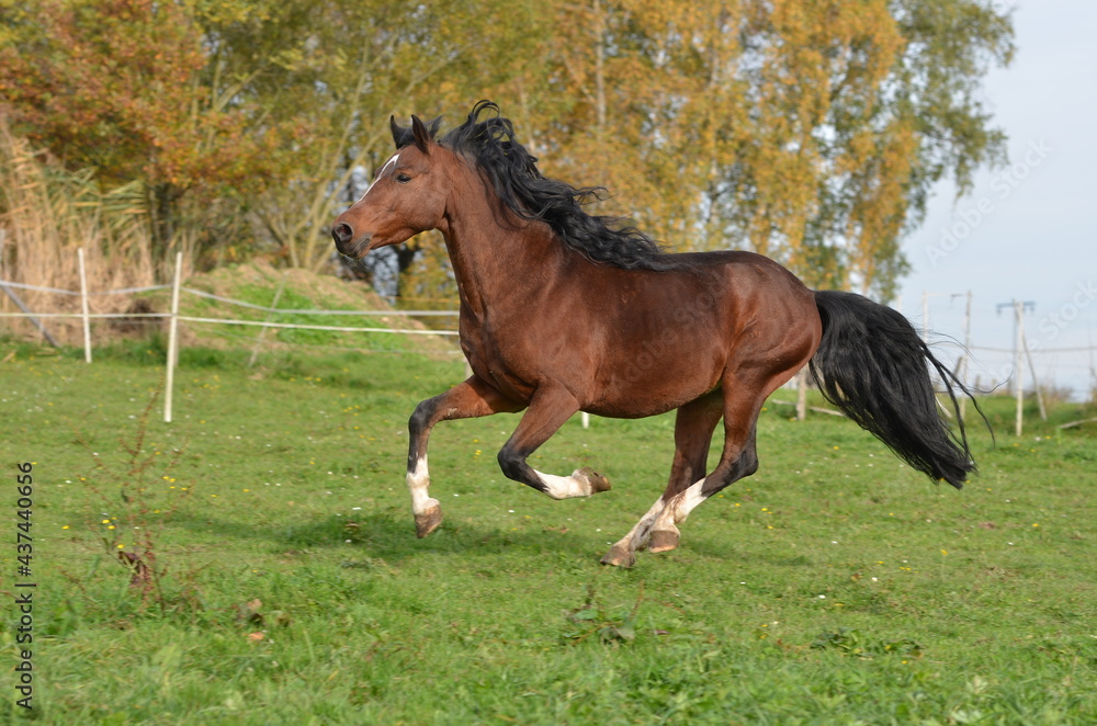 Fototapeta premium Deutsche Reitponies
