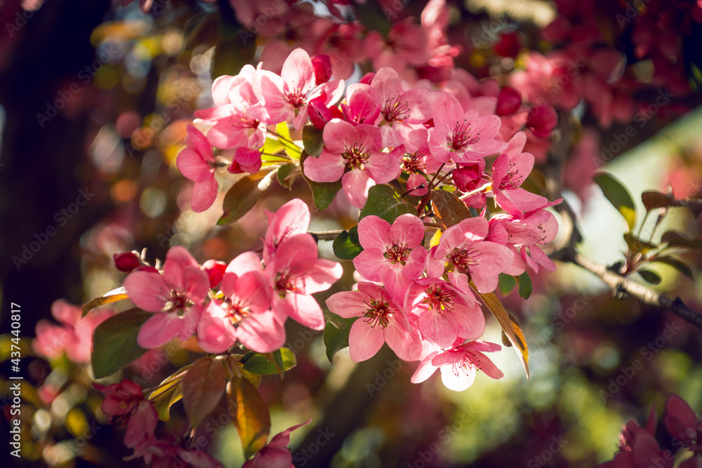 Obraz premium pink cherry blossom in spring