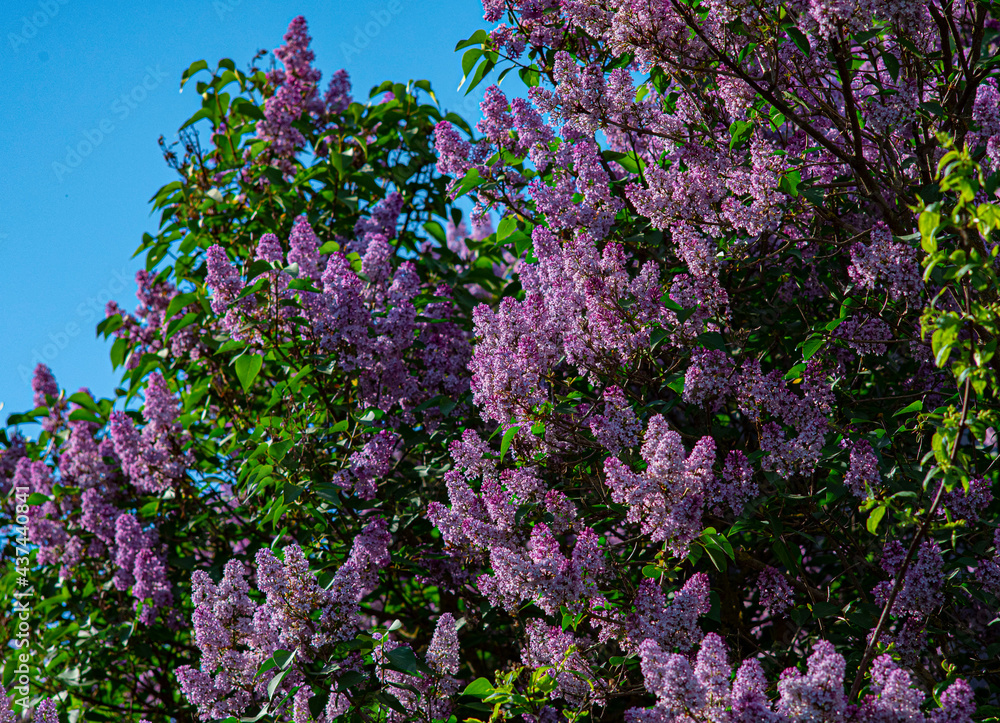 lilac and a blue sky