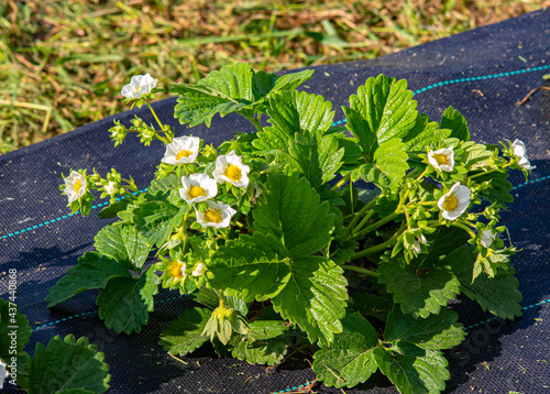 flowers of a srawberry photo