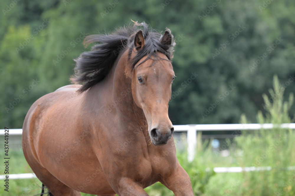 Obraz premium Morgan Horse Portrait