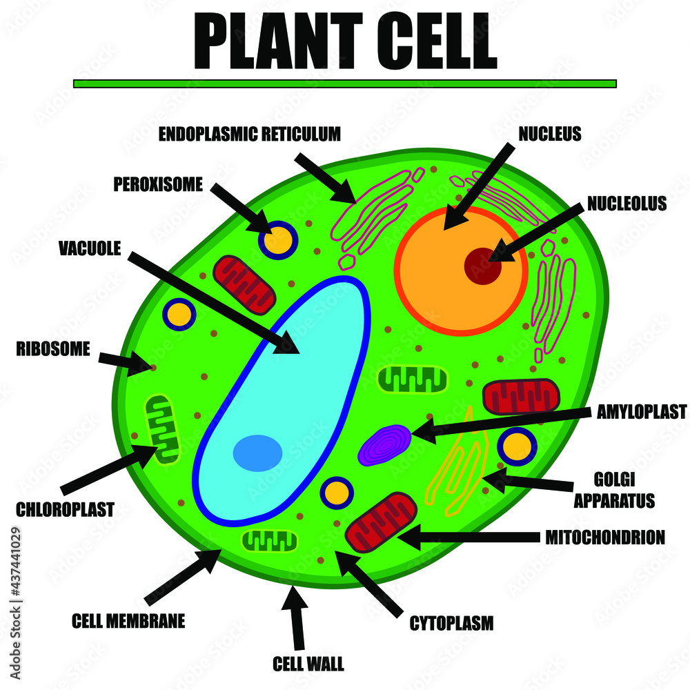 Collection 32+ Wallpapers what color is the nucleus in a plant cell Excellent Collection 32+ Wallpapers what color is the nucleus in a plant cell Excellent