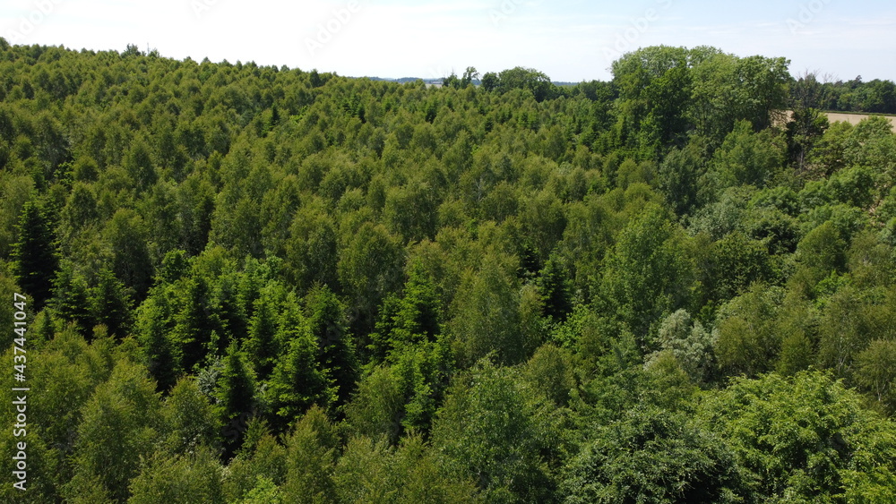 green forest in the morning green forest in the morning