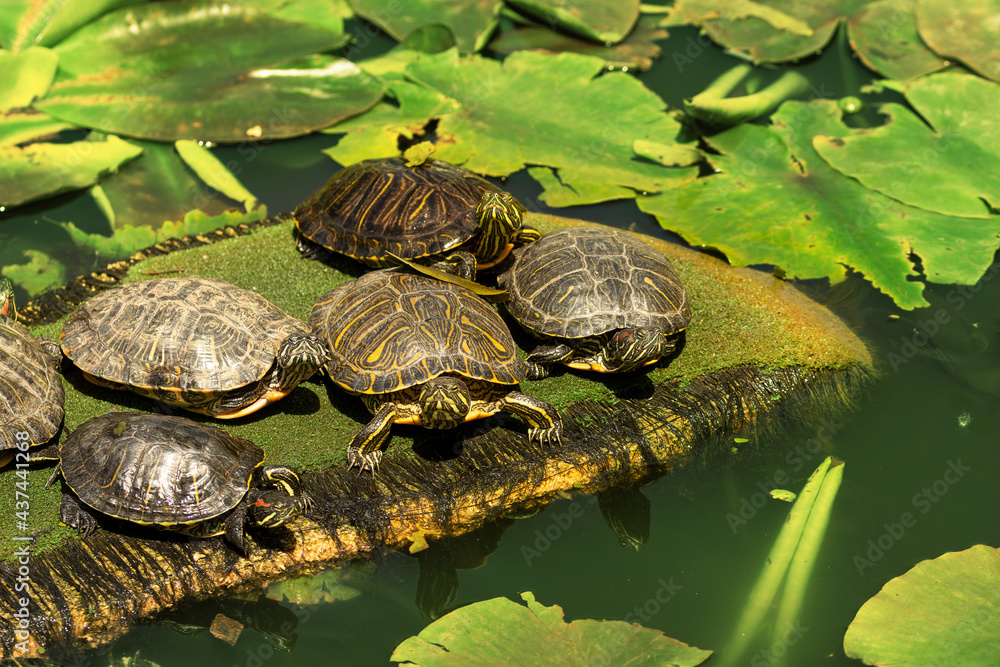 Fototapeta premium Small turtles in the middle of a lake covered with water lilies