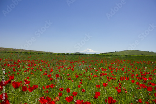 field of wild tulips