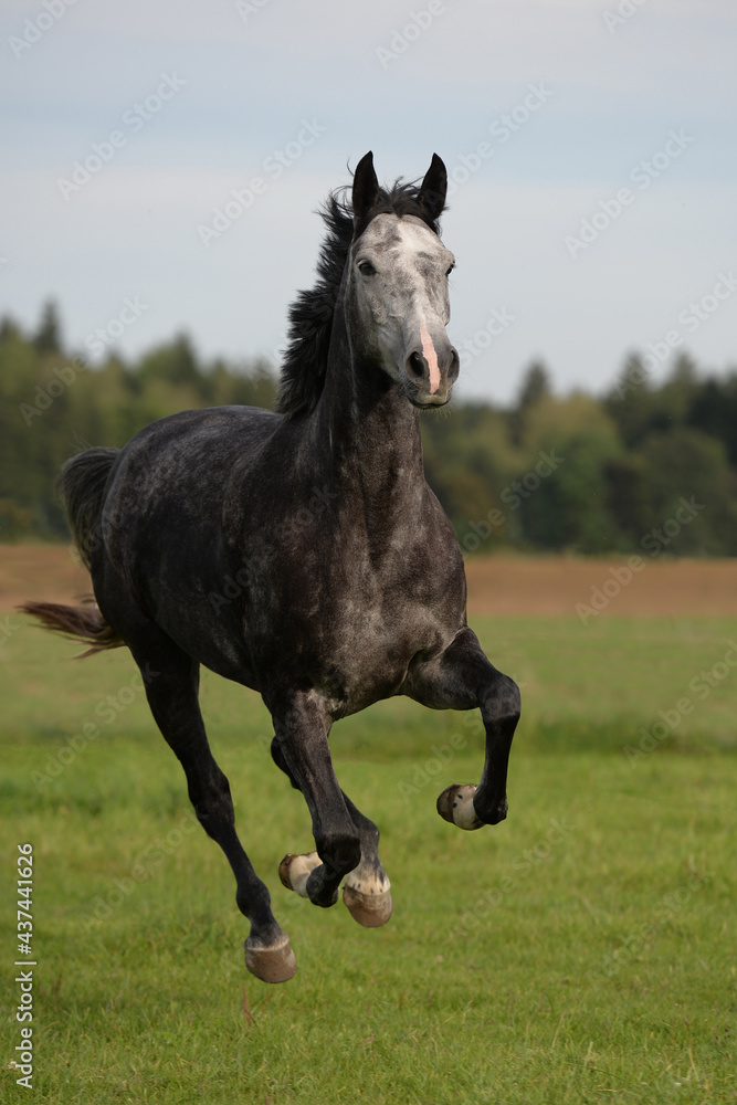 Warmblut auf Koppel Warmblut auf Koppel