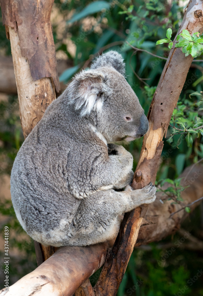 Fototapeta premium Koala bear sitting in the crook of a tree