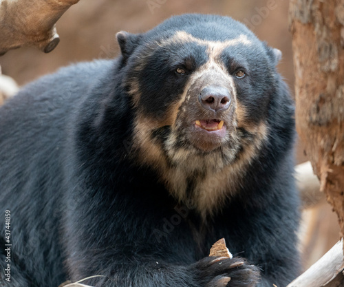 Andean Bear eating a piece of coconut photo