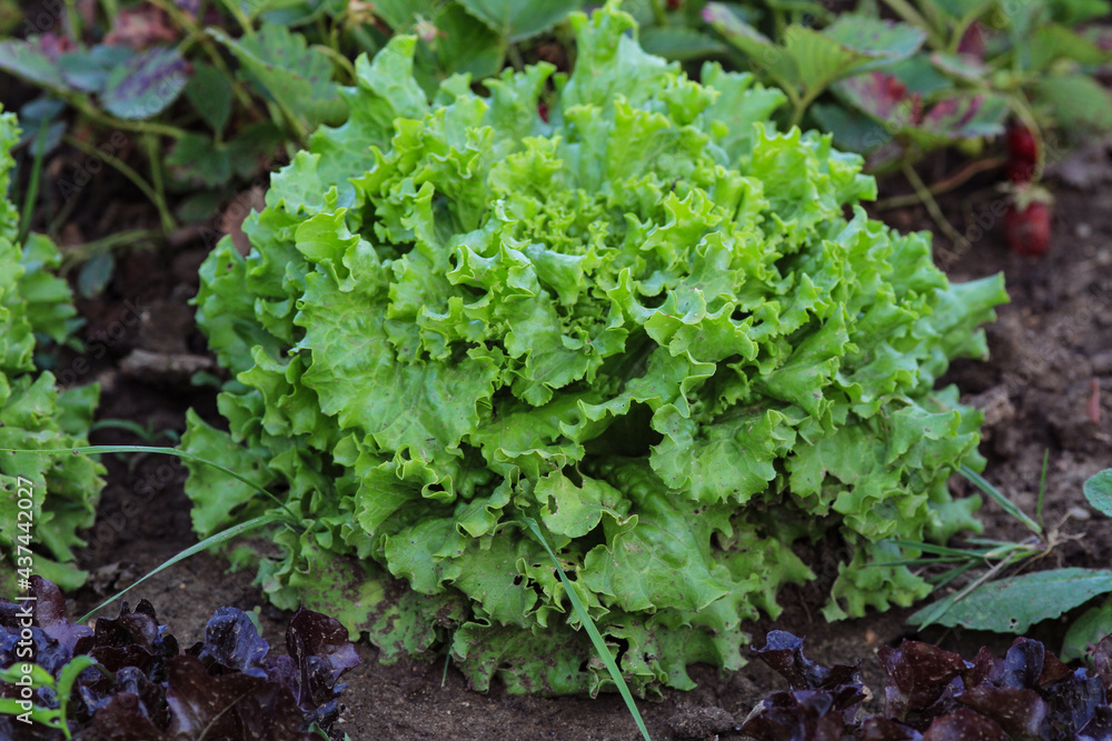 Head of curly salad in the vegetable garden. Head of curly salad in the vegetable garden.